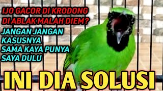 Download lagu OVERCOMING THE GACOR CUCAK IJO IN A COVER ONLY, IN ABLAK IT IS QUIET AND DOESN'T SOUND mp3