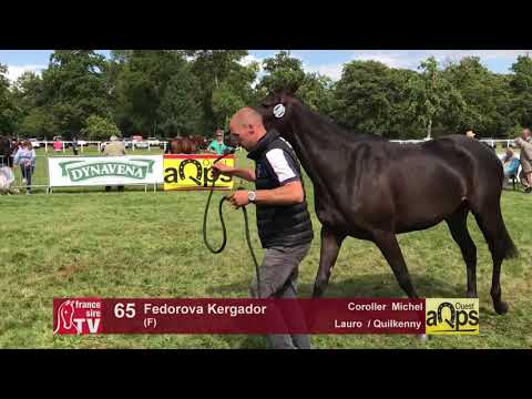 Show AQPS Lion 2017 : Lot 65 - Fedorova Kergador