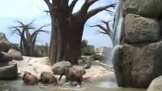 Baño de los elefantes en Bioparc Valencia