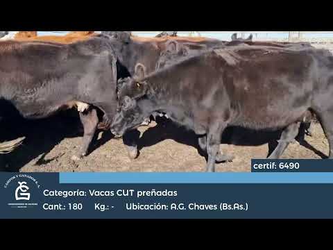 Lote Vc CUT CGP - A G Chaves Bs As