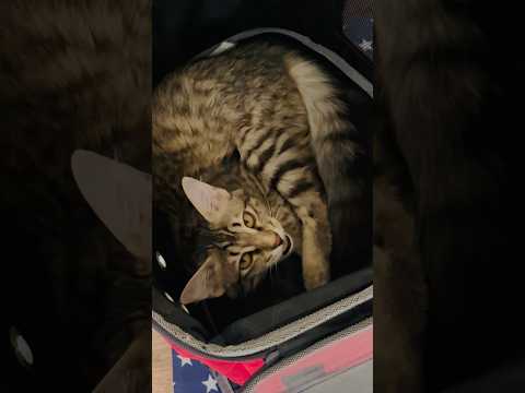 #kitten #cutecat #yashar