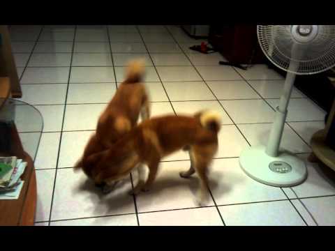 哈哈~被騙了(原發表者:毛豆姐)(影片)