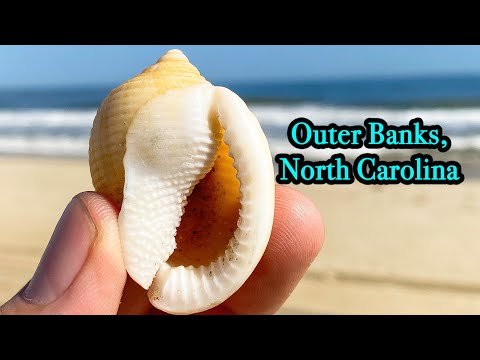 image-Are there shells on North Carolina beaches?