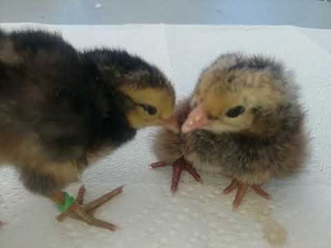 , title : 'Araucana Chicks Evaluation - Silver Duckwing - Week 1'
