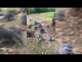 Woman calls 911 after raccoons swarm her home