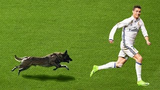 videos de risa Animales en el campo de fútbol