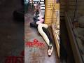 Jai Mahakal Shorts Snake Mahadev Hindudeity Shankar Trending Shiv Viral Youtubeshorts