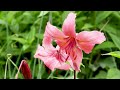 Türkenbund-Lilie, wild, heimisch, wunderschön