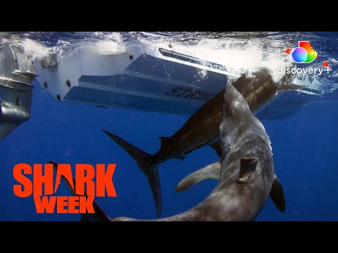The Mother of All Makos! | Dawn of the Monster Mako | discovery+