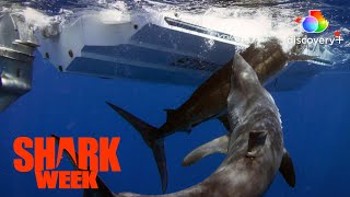 Download lagu The Mother of All Makos! | Dawn of the Monster Mako | discovery  mp3
