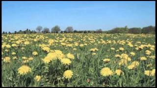 Like a Dandelion - Guided Meditation on Courage