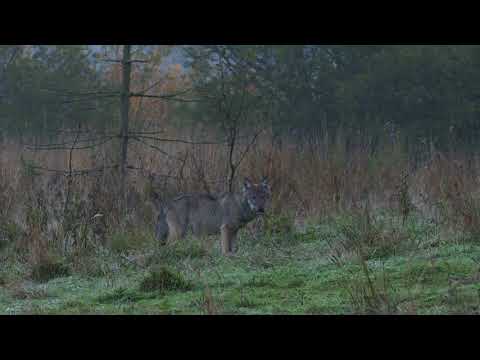 Wölfe und Bären in den polnischen Waldkarpaten – NATURBLICK-Ansitz-Fotoexkursion