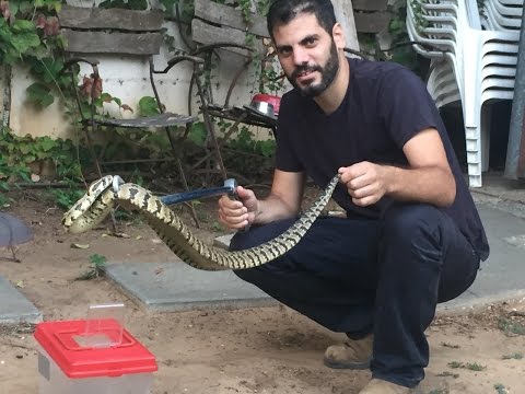 תמונה של أربل ليفي