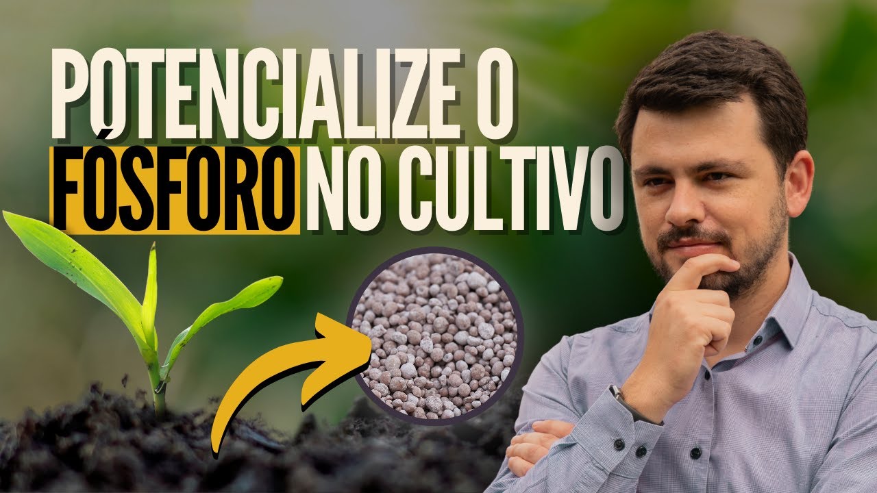 Potencialize o uso do fósforo no cultivo