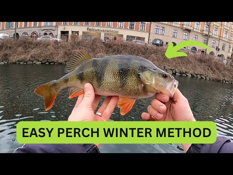 Easiest way to catch perch in winter