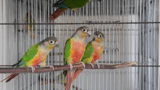 Yellow Sidded Conure