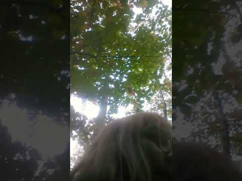 Zase houbaření 2019( říjen)