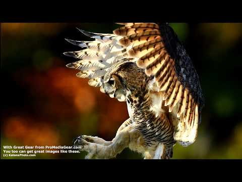 Best Gimbal Head for Wildlife Photography Telephoto lenses and Cameras GKJr. Katana Junior