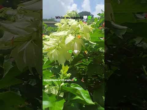 White Mussaenda🤍🍀#~🍀~🤍°•#@Plant media of RR angels💐✨#bizzybankstypebeat