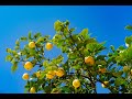 Fools Garden Lemon Tree Shiroyasha Bootleg Tropical House