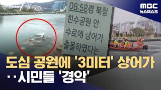 부산 수변공원 상어 근황