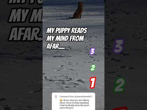 Trolls Dorados Internacionales