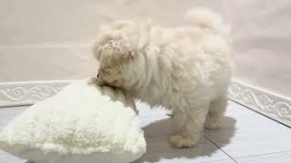 ハーフ犬の動画01