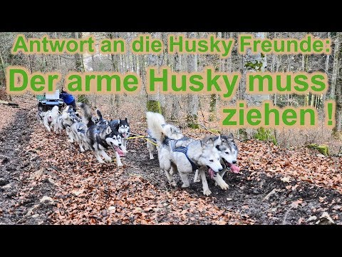 Antwort an die Husky Freunde / Der arme Husky muss ziehen / Hundetraining / Zughundesport