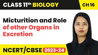 Micturition & Role of other Organs in Excretion | Class 11 Biology Chapter 16 | CBSE 2024-25