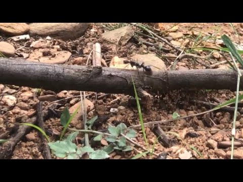 Gully Gold Along With Bull Ants Using The GPZ 7000 And Nuggetfinder Z Search Coil