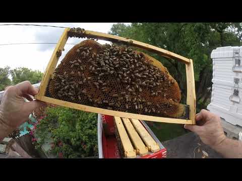 Nuc - ALL HAIL THE QUEEN!