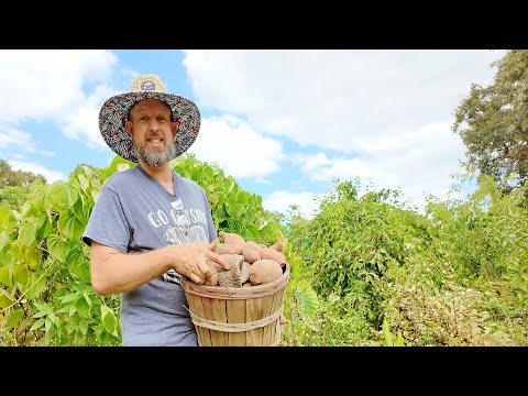🌱 This Jungle is Full of Roots - The Grocery Row Garden Fall RESET!