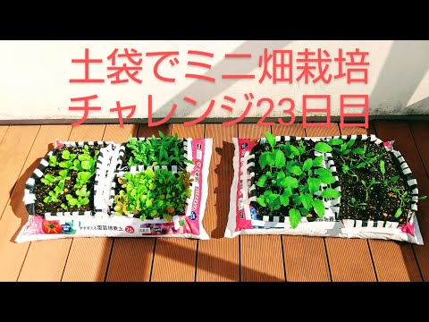 地中および鉢植えのキョウチクトウ用の土はどのような種類ですか?役に立つアドバイスとボーナスコメント！  庭園
