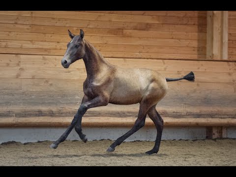 PORTO DE LA GESSE * 2019 - PSL