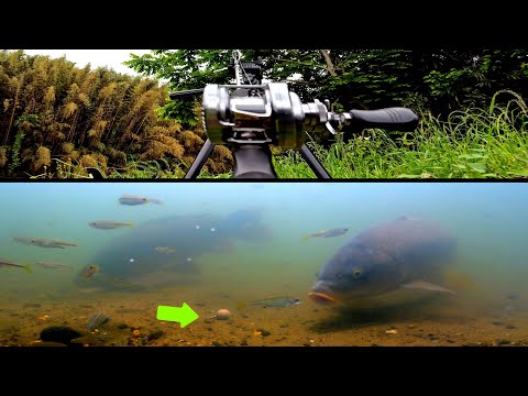 The Underwater Truth | Moments of Carp Fishing