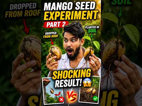 Real Mango Seed Experiment Part 2 🔥