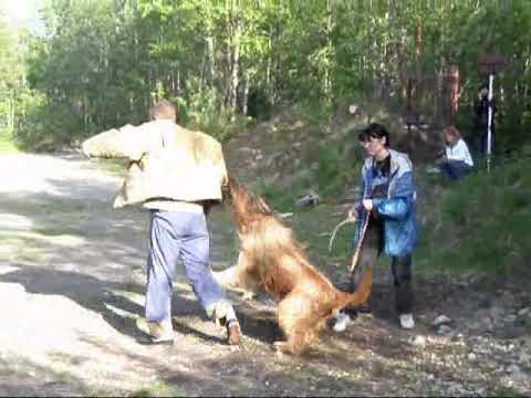 protection training, briard Monika