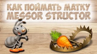 Как поймать матку светлячка зика
