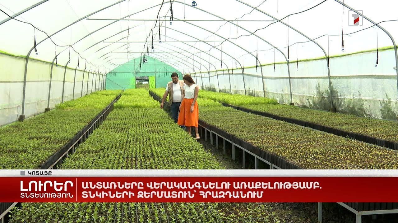 Անտառները վերականգնելու առաքելությամբ. տնկիների ջերմատուն՝ Հրազդանում