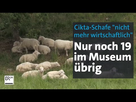 , title : 'Cikta-Schafe: Die Letzten ihrer Rasse? | Abendschau | BR24'