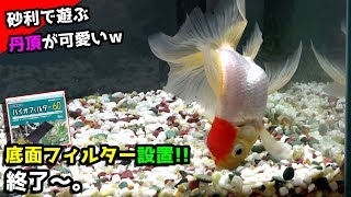 丹頂さん五色石に夢中なんですがｗ底面フィルター設置したら反応が凄かったｗ