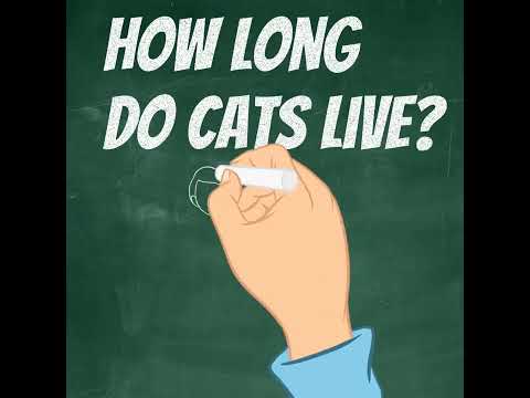 How long do cats live? What is the average life expectancy of an indoor cat?