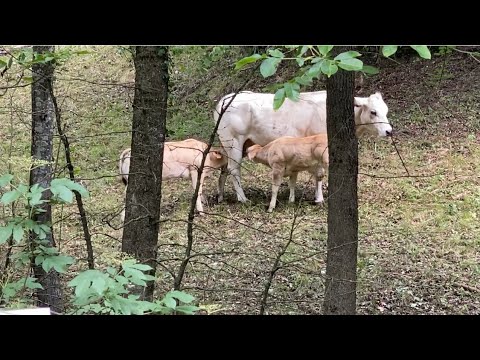 Mandria vacche razza piemontese al pascolo allevatore sconosciuto Dronero