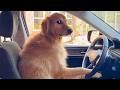 When Your Gentle Golden Retriever Is Actually A Comedian Funny Dog Videos 2025