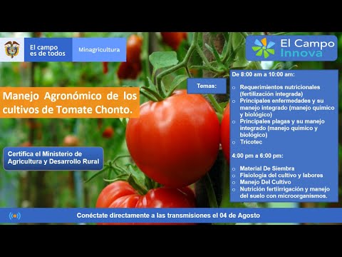 , title : 'Manejo Agronómico de los cultivos de Tomate Chonto.'