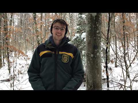Baumartenpfad Leibertingen - MEHLBEERE