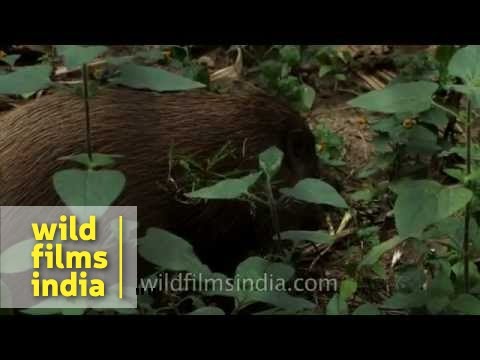 Pygmy hog (Porcula salvania), a highly endangered species