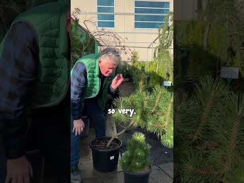 Here Are My Top Picks for Conifers & Pines!