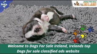Dogs for sale Ireland - find puppies available online