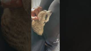 お膝でおねんね💤 미어캣(meerkat)#shorts